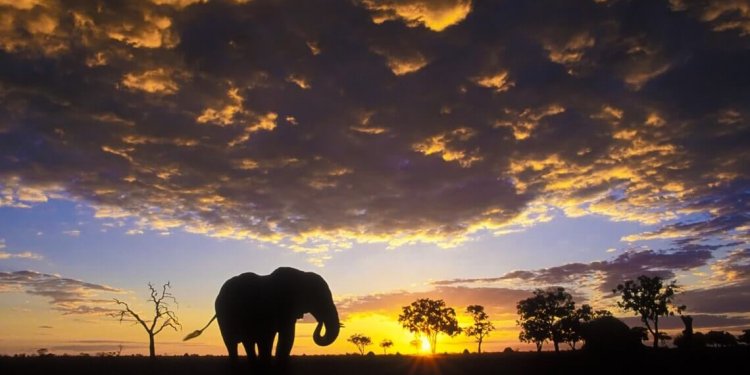 Chobe-national-park-gimp-min