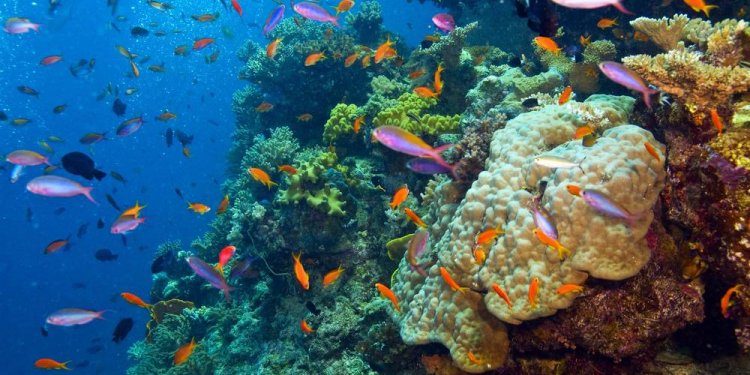 Great Barrier Reef Wallpaper
