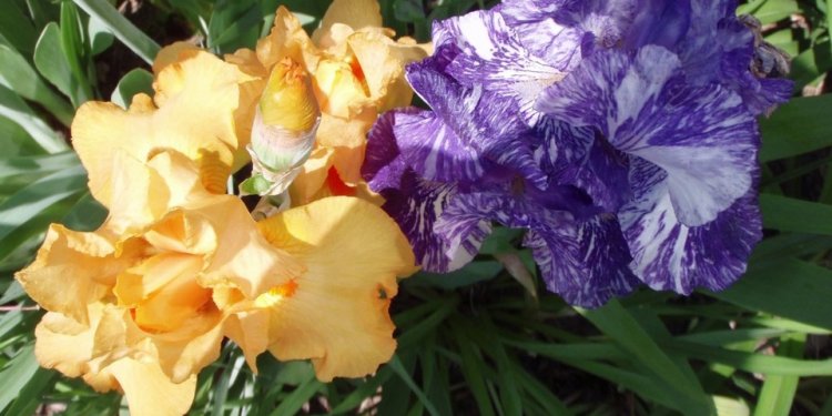 Irises, Spring-Planted Irises