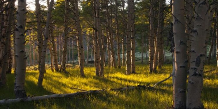 Kurt Kuznicki/Friends of