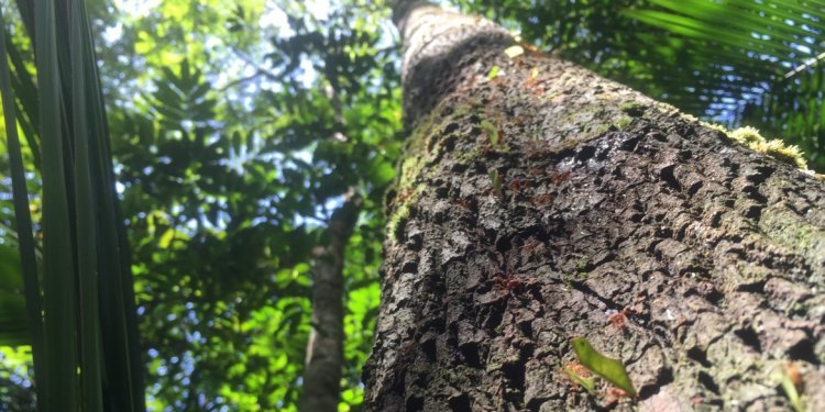 Leaf cutter ants. “