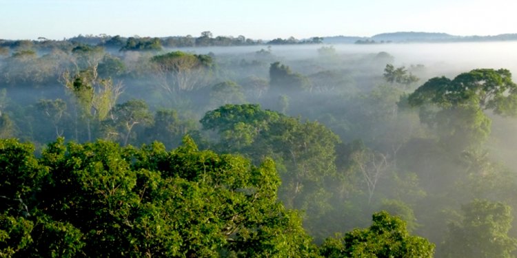 Saving the Amazon rainforest