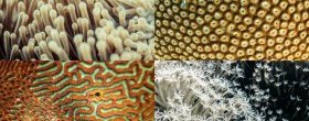 Coral regarding the Great Barrier Reef