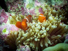 Finding nemo