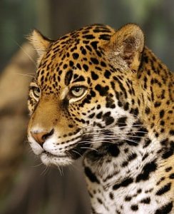 -Jaguar in Amazon