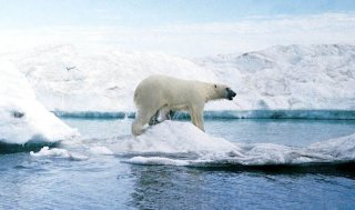 Polar bear in the arctic