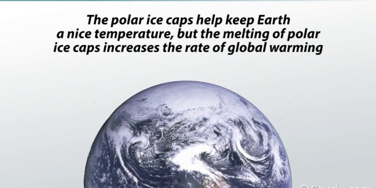 Polar ice caps animals