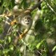 Amazon rainforest natural resources