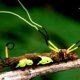 Amazon rainforest Survival