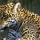 Benefits of the Amazon rainforest