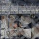 Channel Tunnel Fire 2008