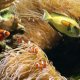 Clown fish in the Great Barrier Reef
