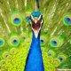 Cute Amazon rainforest animals