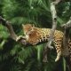 Dangerous animals in the Amazon rainforest