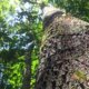 Describe the Amazon rainforest