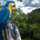 Facts about animals in the Amazon Rainforest