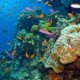 Great Barrier Reef Endangered Animals