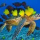 Interesting Facts about the Great Barrier Reef