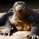Komodo Island Facts