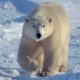 Polar ice cap Increased