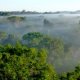 Saving the Amazon rainforest