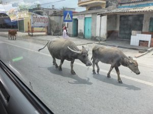 Random livestock perambulating
