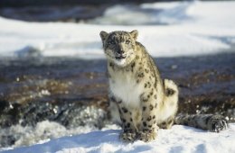 Snow leopards are a rare sight.