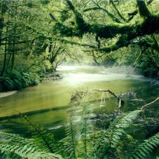 Surviving within the Amazon rainfall forest is challenging.