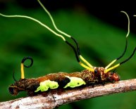 Amazon rainforest Survival