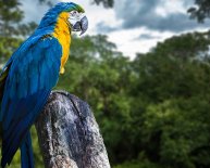 Facts about animals in the Amazon Rainforest