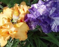 Iris Victoria Falls