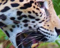 Mayan ruins Tours Belize