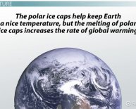 Polar ice caps animals