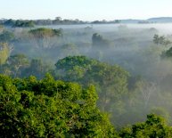 Saving the Amazon rainforest