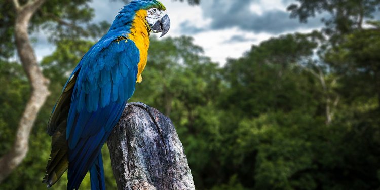 Facts about animals in the Amazon Rainforest