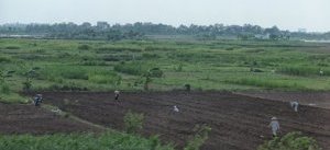 Working the field
